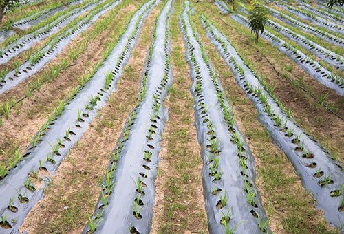 Mulch Film Masterbatch for Anti Pest